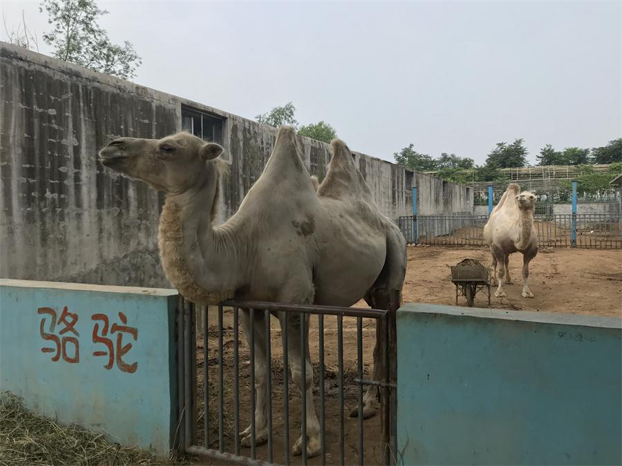 天鵝湖風(fēng)景區(qū)（泰山）速覽！(圖8)