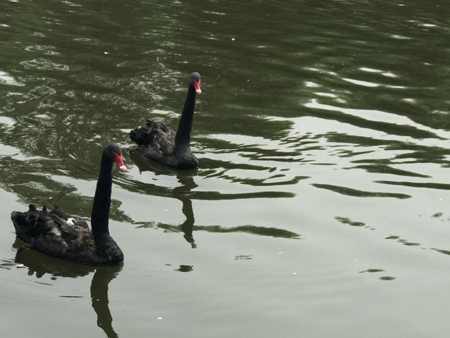 天鵝湖風(fēng)景區(qū)（泰山）速覽！(圖13)