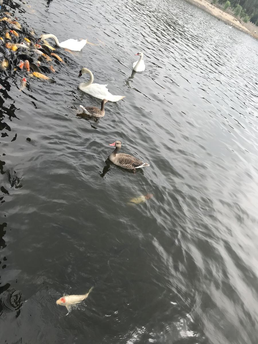 天鵝湖風(fēng)景區(qū)（泰山）速覽！(圖17)